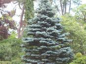 Picea pungens