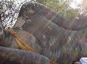 conscience comme sommeil