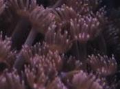 Reef Canon Technicolor CineStyle