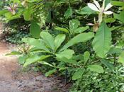 Magnolia officinalis