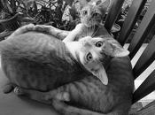 Thaïlande (les) légende(s) chats queue recourbée