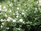 Philadelphus