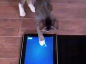 Insolite: L’iPad pour toute famille même chats