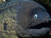 Nous avons dansé avec thons...