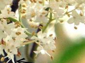 Syringa Philadelphus, fleurs