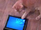 Friskies concepteur jeux iPad pour chat