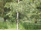 Betula caerulea