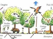 Exemples d’écosystèmes