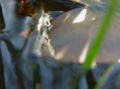 lotus Grand Marché d’art contemporain