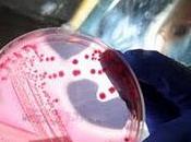 bactérie coli fait onzième mort Allemagne