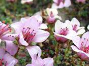 Etonnant, fleur découverte 4505 d'altitude