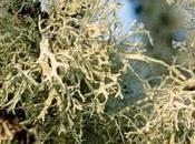 Parfums lichens