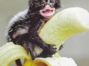 Good as... singe banane