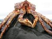 Mangez King Crab