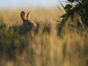 Super defi semaine challenges pour photographier lapins garenne