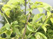 Sambucus callicarpa pucerons