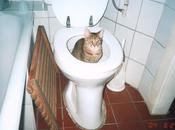 Good as... Chats toilette
