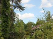 Wisteria, l'ascension