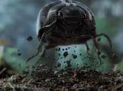 Prochaine Beetle vidéo Superbowl