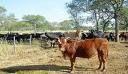 C'est cette tauromachie parmentier l'on aime