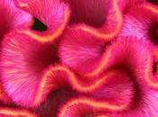 Fleur d'été: Célosie