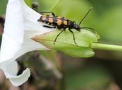 Leptura quadrifasciata