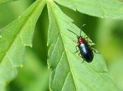 Phytophages, menacent céréales...!