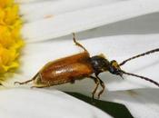 lepture finalement beaucoup pseudo...!