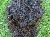 Rempoter ficus Benjamina