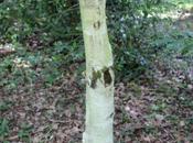 Betula kerghisorum