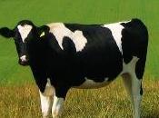 lait humain produit vaches génétiquement modifiées?