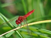 voisins anglais l'appellent Scarlet dragonfly
