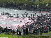 massacre dauphins globicéphales îles Féroé