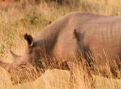 Biodiversité population rhinocéros décimée Afrique