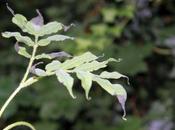 Sambucus peruviana ressuscite