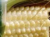 Monsanto pourparlers pour renforcer liens avec chinois Sinochem