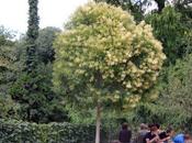 Ligustrum lucidum