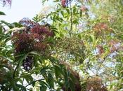 Sambucus canadensis