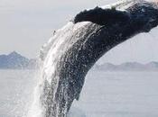baleine offre spectacle sauveteurs