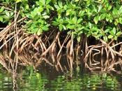 mangroves sont estimées leur juste valeur