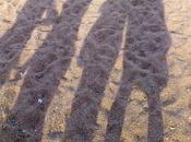 Papa, suis monté Jesus