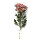 fleurs Chrysanthemum Bonny