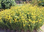 Pulicaria dysenterica