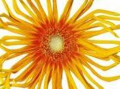 nouveau gerbera Pâtes Pennoni"