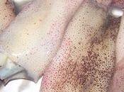 Encornets frais beurre d'escargots