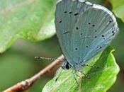 repos, ouvre rarement ailes bleu-celeste…