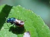 "guêpes coucous" parasitent d'autres nids