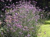 Verbena