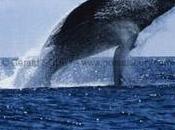 nombre captures baleines triplé
