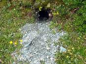 montis Marmota marmota Marmotte Murmeltier Groundhog